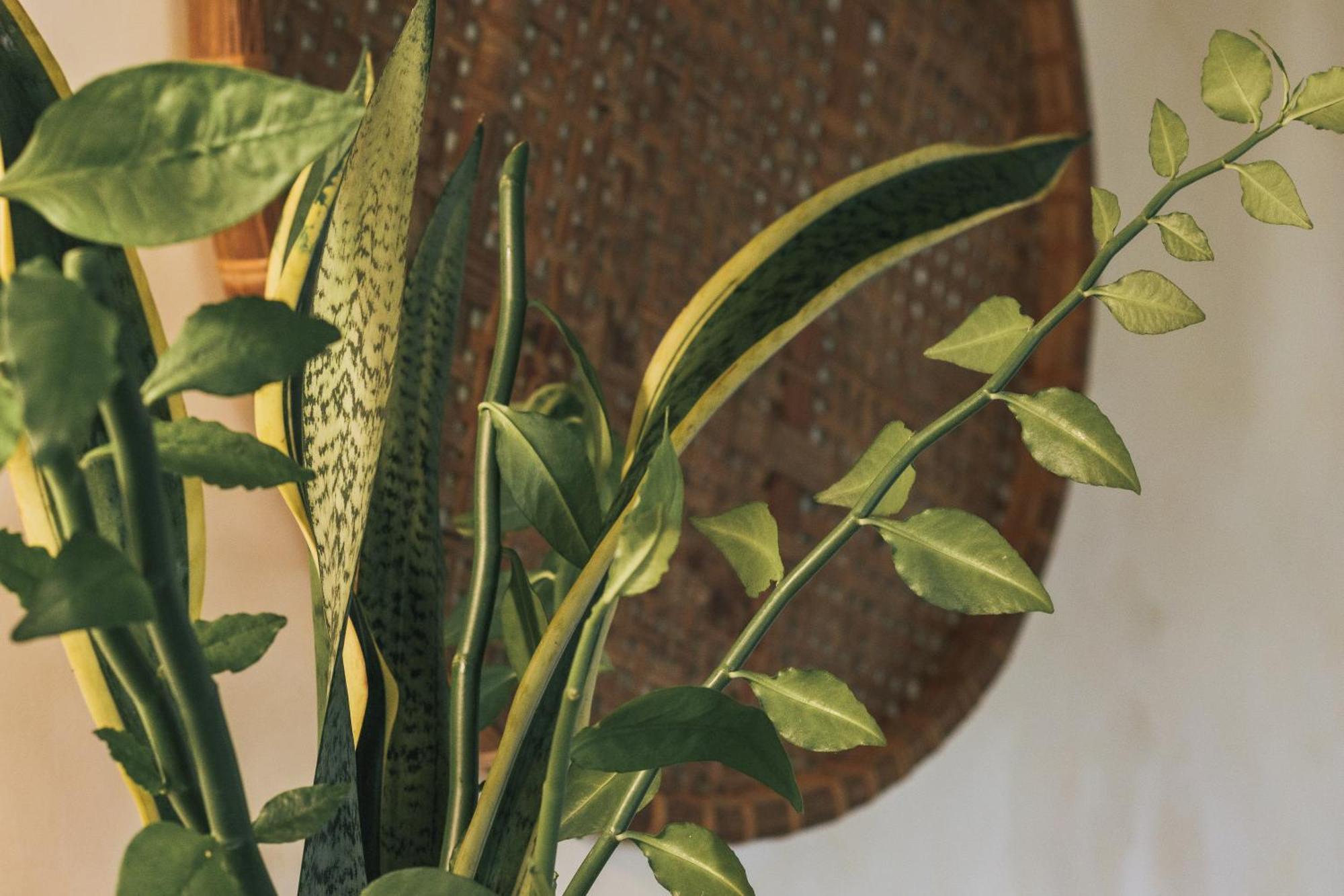 Hotel Butterfly House Bahia Maraú Zewnętrze zdjęcie